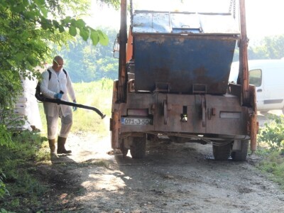 Ukopavanje uginulih i eutanaziranih svinja koje su bile oboljele ASK