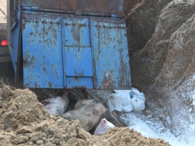 Ukopavanje uginulih i eutanaziranih svinja koje su bile oboljele ASK