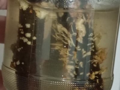 UKORIJENJIVANJE SMOKVE U VODI