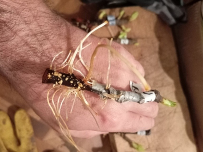 UKORIJENJIVANJE SMOKVE U VODI