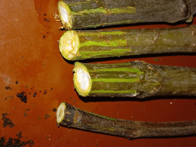 UKORIJENJIVANJE SMOKVE U VODI