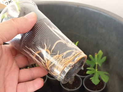 UKORIJENJIVANJE SMOKVE U VODI