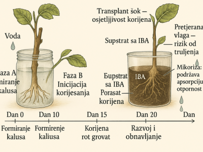 UKORIJENJIVANJE SMOKVE U VODI
