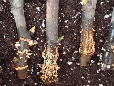 UKORIJENJIVANJE SMOKVE U VODI