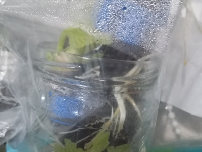 UKORIJENJIVANJE SMOKVE U VODI