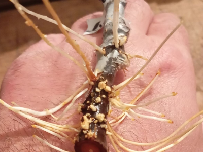 UKORIJENJIVANJE SMOKVE U VODI