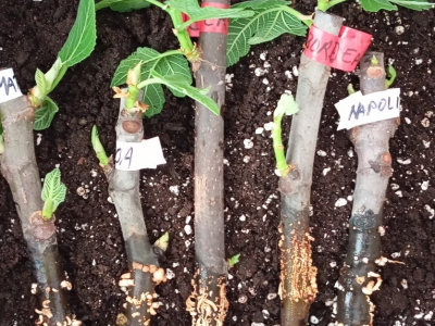 UKORIJENJIVANJE SMOKVE U VODI