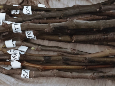 UKORIJENJIVANJE SMOKVE U VODI