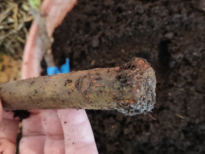 UKORIJENJIVANJE SMOKVE U VODI