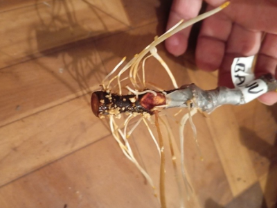 UKORIJENJIVANJE SMOKVE U VODI