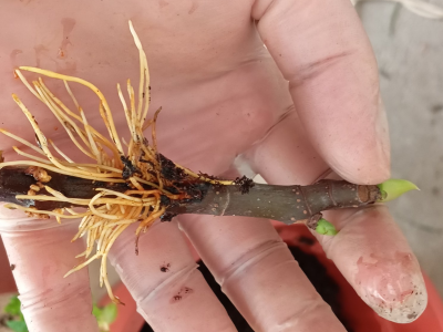 UKORIJENJIVANJE SMOKVE U VODI