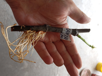 UKORIJENJIVANJE SMOKVE U VODI