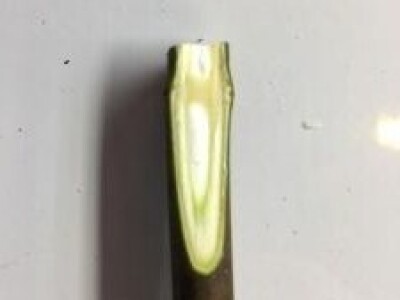 UKORIJENJIVANJE SMOKVE U VODI