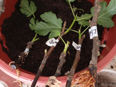 UKORIJENJIVANJE SMOKVE U VODI