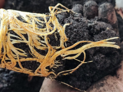 UKORIJENJIVANJE SMOKVE U VODI