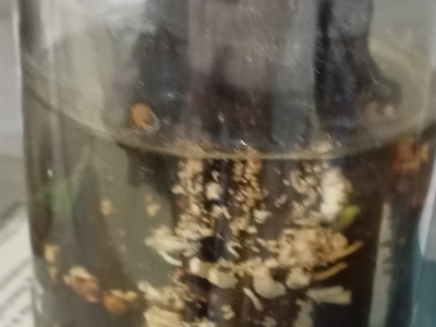 UKORIJENJIVANJE SMOKVE U VODI