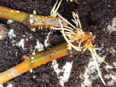 UKORIJENJIVANJE SMOKVE U VODI