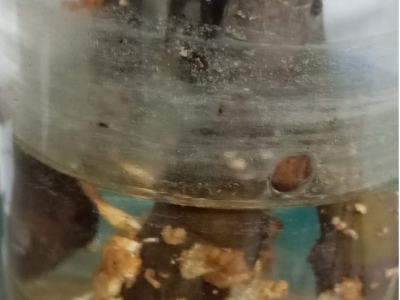 UKORIJENJIVANJE SMOKVE U VODI