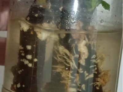 UKORIJENJIVANJE SMOKVE U VODI