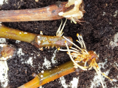 UKORIJENJIVANJE SMOKVE U VODI