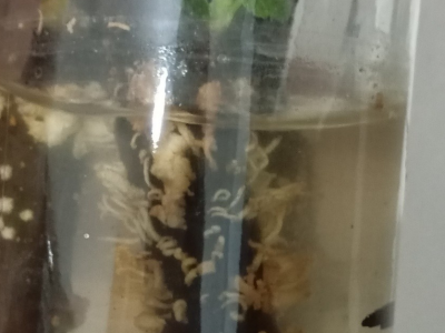 UKORIJENJIVANJE SMOKVE U VODI