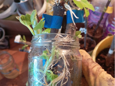 UKORIJENJIVANJE SMOKVE U VODI