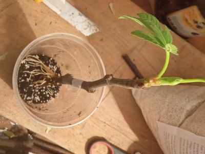 UKORIJENJIVANJE SMOKVE U VODI