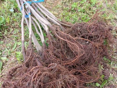 UKORIJENJIVANJE SMOKVE U VREĆICAMA