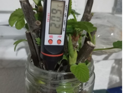 UKORIJENJIVANJE SMOKVE U VREĆICAMA