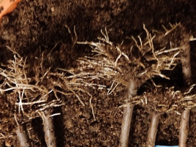 UKORIJENJIVANJE SMOKVE U VREĆICAMA