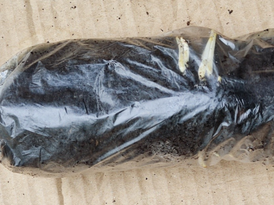 UKORIJENJIVANJE SMOKVE U VREĆICAMA