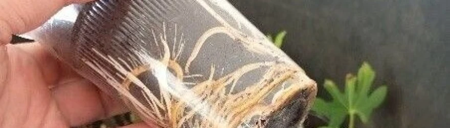  izdanak u prozirnoj plastičnoj ča&scaron;i