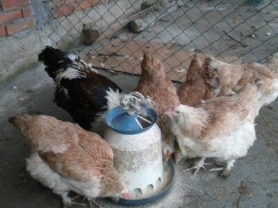 Ukrasna živina - Faverol