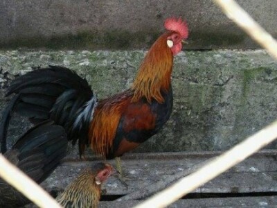 Ukrasna živina - Feniks-čokoku