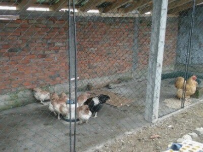 Ukrasna žvina - Hobi