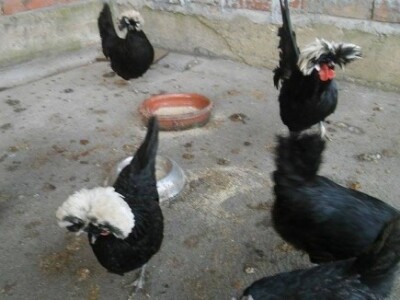 Ukrasna živina - Holandske ćubaste