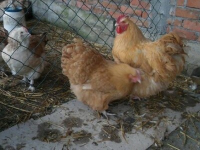 Ukrasna živina - Orpington