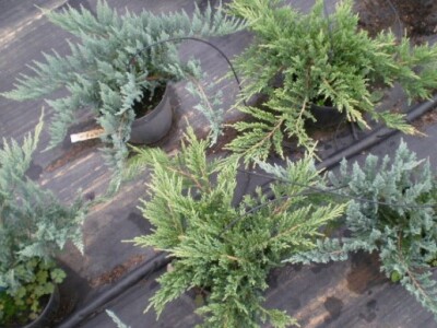 Vrtni Centar Jug Vrtni Centar Jug