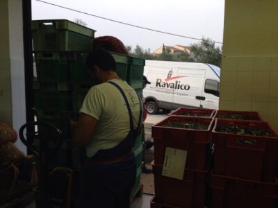 Tokom berbe masline stalno stižu u uljaru