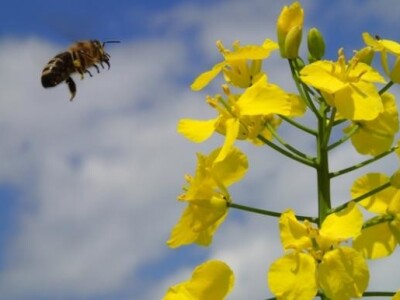 Uljana repica Uljana repica