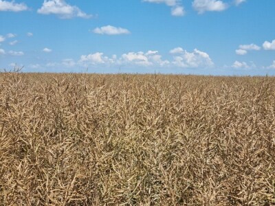 Uljana repica na poljima Vukovara