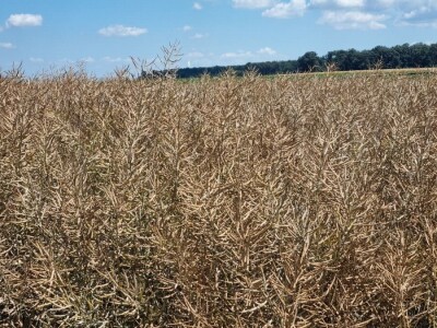 Uljana repica na poljima Vukovara