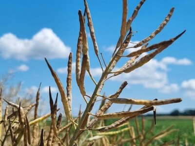 Uljana repica na poljima Vukovara