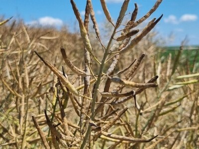 Uljana repica na poljima Vukovara