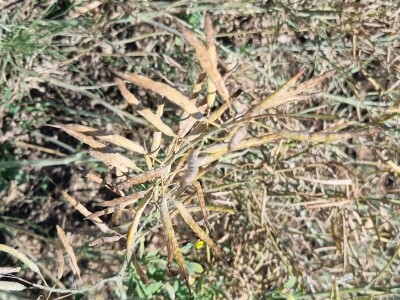 Uljana repica na poljima Vukovara