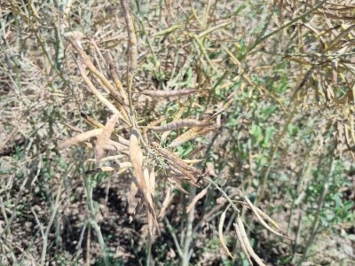 Uljana repica na poljima Vukovara