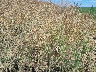 Uljana repica na poljima Vukovara