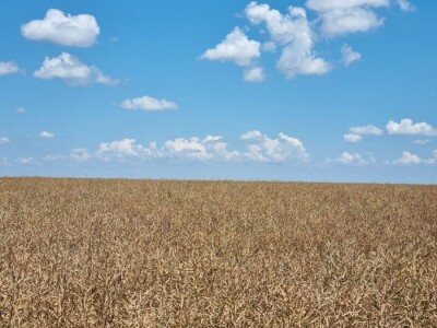 Uljana repica na poljima Vukovara