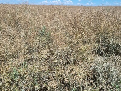 Uljana repica na poljima Vukovara