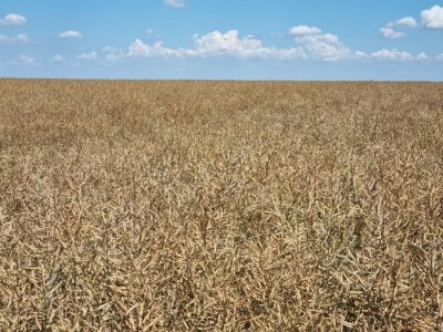 Uljana repica na poljima Vukovara